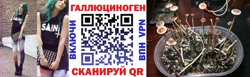 как найти закладки  Пудож  Псилоцибиновые грибы MAGIC MUSHROOMS 